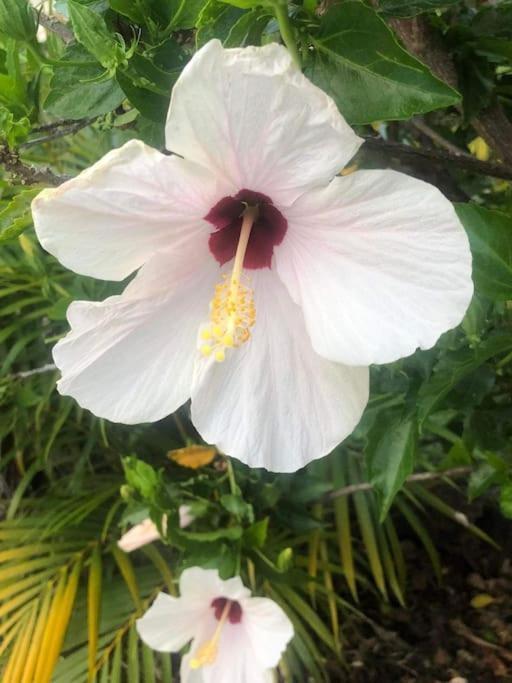 Villa Baies Roses แซ็งต์-เลอ ภายนอก รูปภาพ