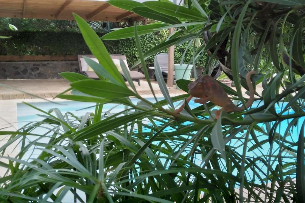 Villa Baies Roses แซ็งต์-เลอ ภายนอก รูปภาพ